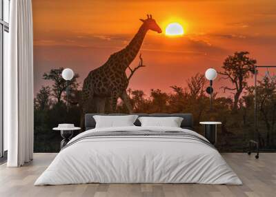 Giraffe in Kruger National park, South Africa Wall mural