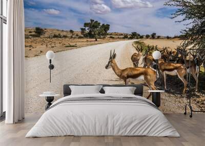 Springbok group standing in tree shadow on safari road in Kgalagari transfrontier park, South Africa ; specie Antidorcas marsupialis family of Bovidae Wall mural