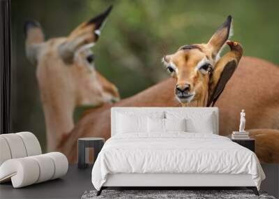 Young Common Impala with oxpecker grooming in Kruger National park, South Africa ; Specie Aepyceros melampus family of Bovidae Wall mural