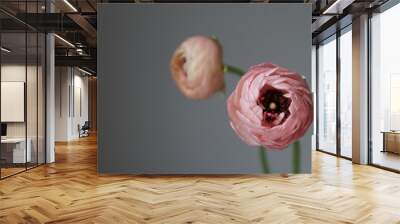 coral and pink flowers on grey background Wall mural