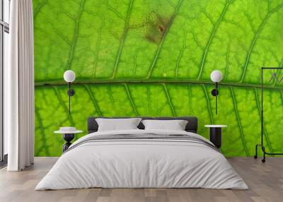 Close Up Of Green Leaf Texture Wall mural