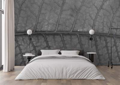 dry black and white leaf texture Wall mural