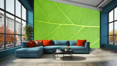 green leaf closeup Wall mural