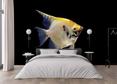 angel fish isolated on blackground Wall mural