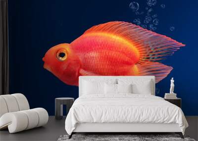 Aquarium fish Red Parrot on blue background Wall mural