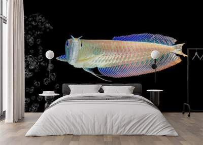 young silver arowana isolated in black background Wall mural