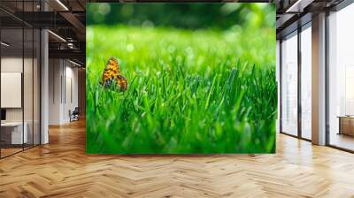 green grass close-up and a beautiful butterfly sitting on a grass Wall mural