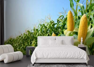 Corn cobs with corn plantation field background. Wall mural