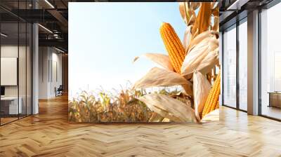 Dried corn cobs in corn field. Wall mural