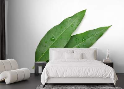 Eucalyptus leaves with water droplets isolated on white background with clipping path. Wall mural