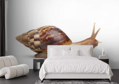 Garden snail isolated on white background. Clipping path. Wall mural