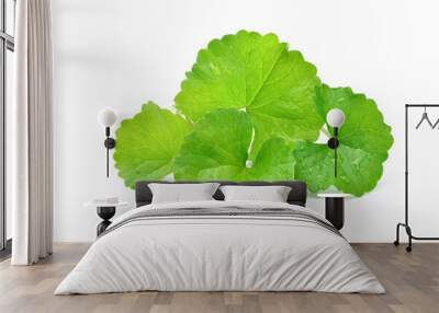 Group of Gotu kola (Centella asiatica) leaves with water droplets  isolated on white background. (Asiatic pennywort, Indian pennywort) Wall mural