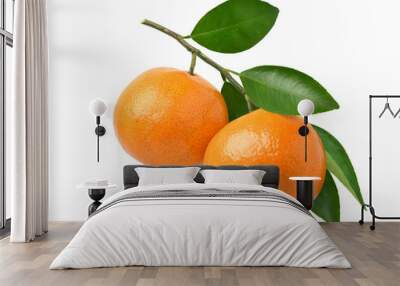 Orange fruits hanging on a branch of orange tree isolated on white background. Wall mural