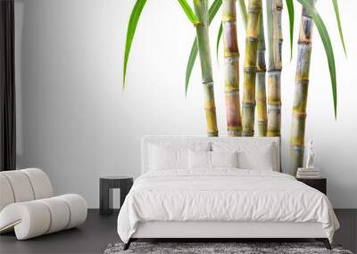 Sugar cane plant isolated on white background. Wall mural