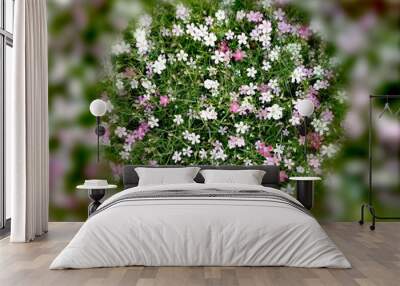 Colorful gypsophila muralis for background use. Wall mural