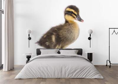 Cute little newborn fluffy duckling. One young duck isolated on a white background. Wall mural