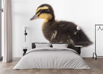 Cute little newborn fluffy duckling. One young duck isolated on a white background. Wall mural