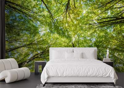 forest trees Wall mural