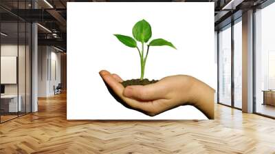 holding a plant between hands on white Wall mural