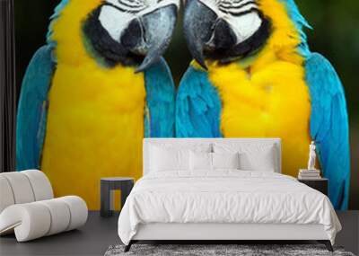 parrots Wall mural