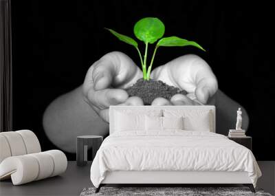 plant in hands Wall mural