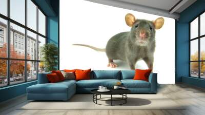 rat Wall mural