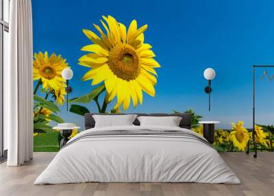 Sunflower field with cloudy blue sky Wall mural