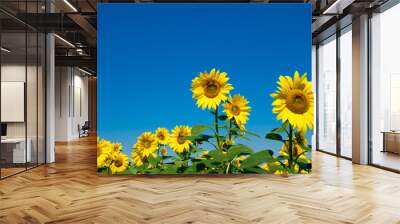 Sunflower field with cloudy blue sky Wall mural