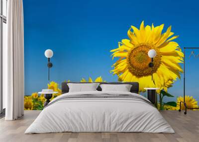 sunflower over cloudy blue sky Wall mural