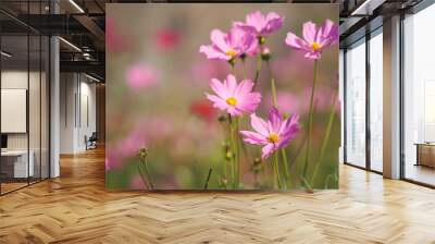 Pink Sulfur Cosmos, Mexican Aster flowers are blooming beautifully in the garden, blurred of nature background Wall mural