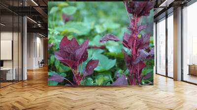 Spinach Amaranth Amaranthus viridis Amaranthaceae dubius red leaves vegetable blooming in garden nature Wall mural