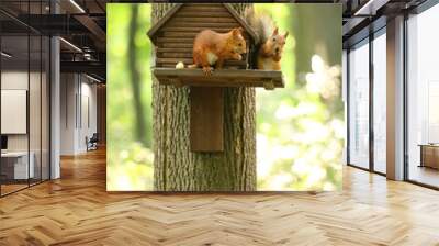 two red squirrels sit near a wooden house, on a tree, eat nuts. Closeup Wall mural