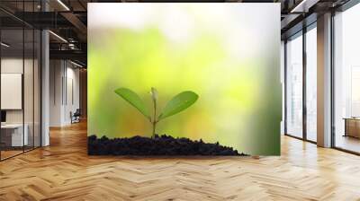 Small tree sapling plant planting with dew Wall mural