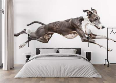 Lively whippet dog in a running pose on a white background Wall mural