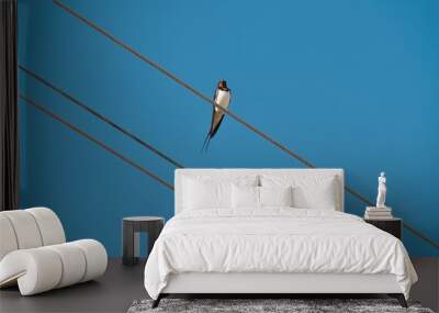 Swallow bird sitting on electric wire Wall mural