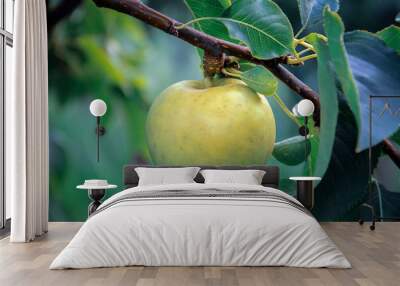 Asian Pear hanging from tree Wall mural