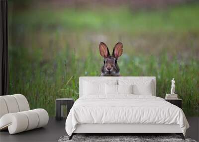 rabbit in the grass Wall mural