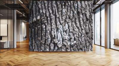 An abstract image of the rough and cracked texture of old thick tree bark.  Wall mural