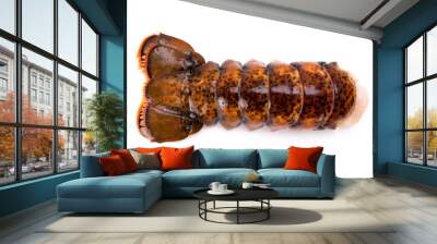 Lobster Tales Isolated on a White Background Wall mural