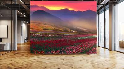 blooming tulips Wall mural