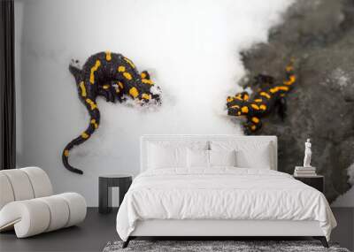 Two salamanders in an icy stream. Wall mural