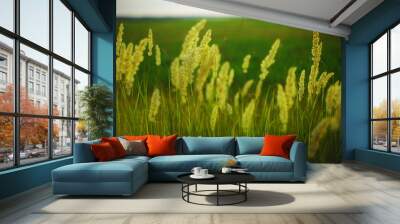 field of wheat Wall mural