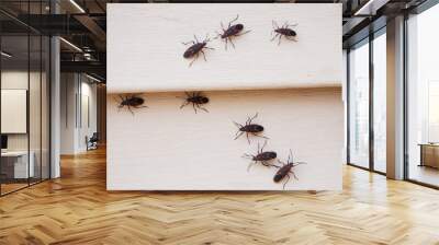 Boxelder bugs or Boisea trivittata cling to the walls of a house during the fall season in America. These bugs are redolent and will release a pungent. Wall mural