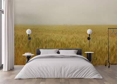 Wheat crops in northern Argentina Wall mural