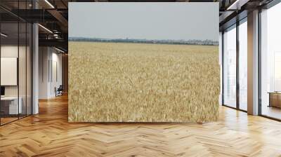 Wheat crops in northern Argentina Wall mural