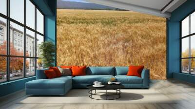 Wheat crops in northern Argentina Wall mural