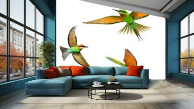 Blue-tailed Bee-eater in flight isolated on white background Wall mural