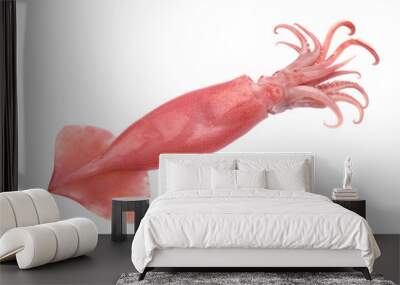 Fresh squid isolated on white background Wall mural