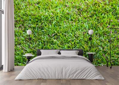 Fresh green lawns with the morning sun nature Wall mural