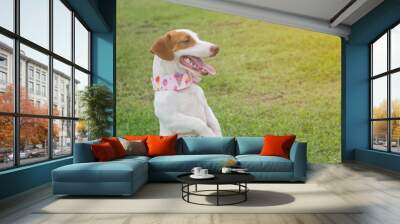 jack russel dog sitting on green grass Wall mural